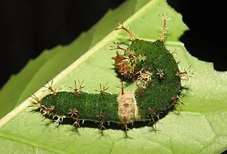 Ausgewachsene Raupe (fünftes Stadium)