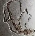 Krokodilähnliches Reptil Atoposaurus bzw. Alligatorellus