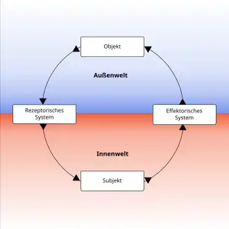 Funktionskreis mit Einbindung des „Subjekts“ in die psychophysiologischen Abläufe. Die Abbildungen „Wechselbeziehungen“ bis „Situationskreis“ sind durch dieses gemeinsame Element als „verbunden“ zu denken.