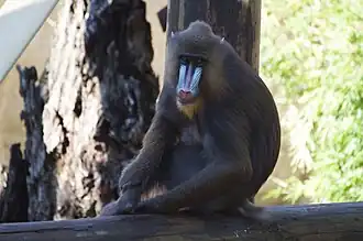 Mandrill