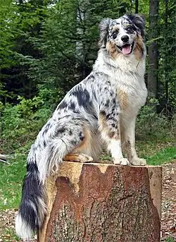 Blue Merle White/Copper