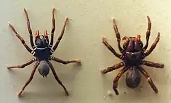 Männchen (links) und Weibchen (rechts) von Atrax sutherlandi