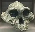 Überaugenwulst bei Paranthropus boisei