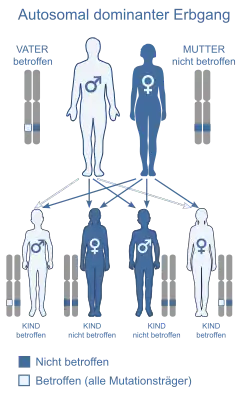 Autosomal-dominanter Erbgang