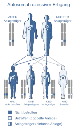 Autosomal-rezessiver Erbgang