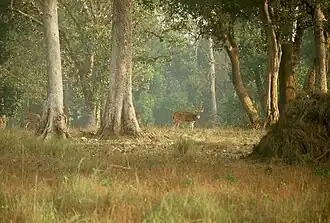 Axishirsche im Kanha-Nationalpark