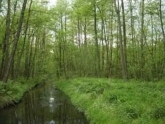 Die Aue im Naturschutzgebiet