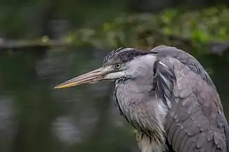 Graureiher (Ardea cinerea)