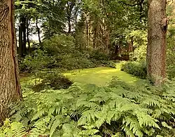 Der von Farn umsäumte Teich in der Pennekuhle in der Vegetationszeit