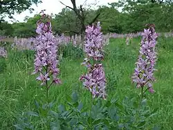 Diptam auf dem Kalbenstein