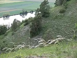 Blühende Federgräser im Mai