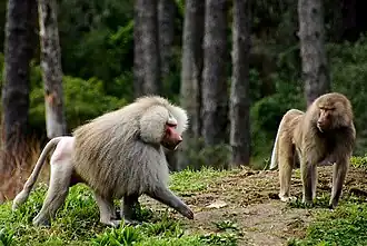 Mantelpaviane (Papio hamadryas)