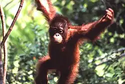 Nationalpark Betung Kerihun