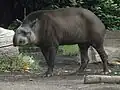 Mittelamerikanischer Tapir (Tapirus bairdii)