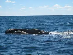 Ein Glattwal vor Valdés (Halbinsel)