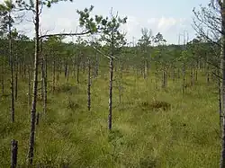 Biosphärenreservat Bjaresinski
