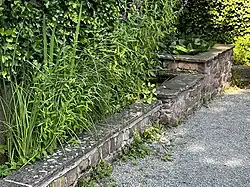 Wasserbecken mit Teichrosen, Sumpfschwertlilien, Pfeilkraut und Blutweiderich