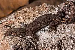 Hemiphyllodactylus jnana