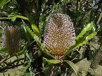 Wallum Banksie (Banksia aemula)