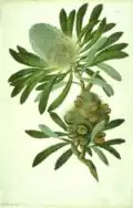 Banksia serrata