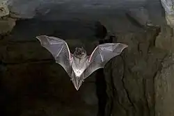 Mopsfledermaus, Fledermaus des Jahres 2020,2021