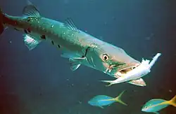Barracuda mit Beutefisch
