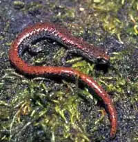 Der Oregon-Wurmsalamander kommt in Wäldern mit Oregon-Ahorn, Riesen-Lebensbaum und Küsten-Douglasie vor.