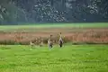 Kranichpaar mit zwei Jungen am Rande des Moores
