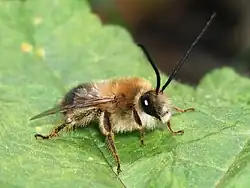 2010 Eucera longicornis