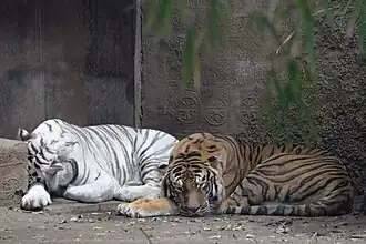 Weißer und normalfarbiger Tiger