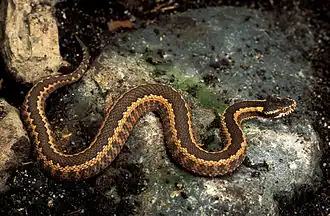 Westliche Kaukasusotter (Vipera dinniki)