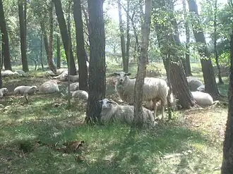 Bentheimer Landschaf