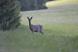 Ein Reh steht am Waldrand und beobachtet seine Umgebung