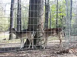 Damwild im Franckepark (bis Februar 2019)