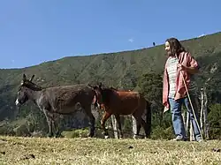 Bernhard Rosenkränzer auf einer Weide mit zwei Tieren