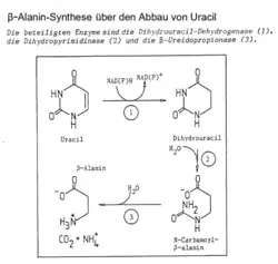 beta-Alanin-Synthese durch den Abbau von Uracil