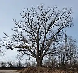 Betteleiche, März 2021