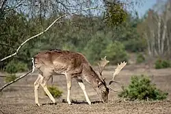 Beweidung der Heideflächen durch Damwild