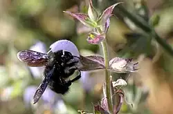 Die Wildbiene des Jahres 2024, die Blauschwarze Holzbiene