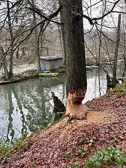 Aktive Biber in Oede Schlenke an der Wupper
