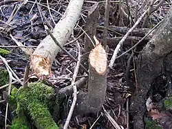 Biberbissspuren an der Mündung des Roten Grabens in den See