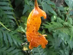 Kanaren-Glockenblume