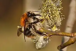 Großaufnahme von einer Baumhummel die Nektar an einem Blütenkätzchen sammelt