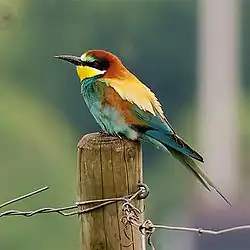 Foto eines Bienenfressers