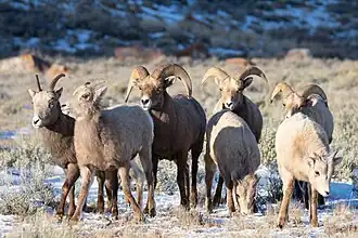 Dickhornschafe im Refugium