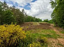Binnendüne bei Homburg