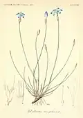 Illustration aus der Florae Germanicae et Helveticae (1847)