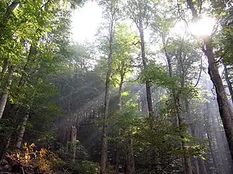 Buchenurwälder und Alte Buchenwälder der Karpaten und anderer Regionen Europas (Erweiterung)