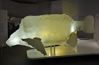 Modell des Kofferfischs