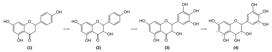 Biosynthese von Delphinidin-3-O-glucosid